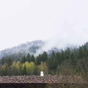 Scenic view of trees against clear sky