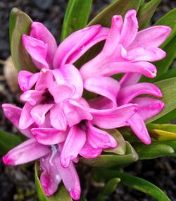 flowering plant