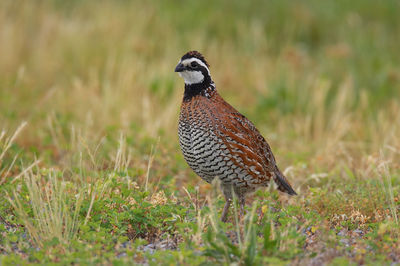 Close-up of northern bobwhite on field