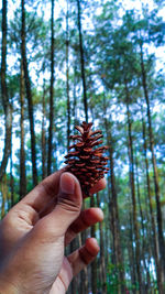 Midsection of person holding pine cone in forest