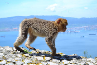 Close-up of monkey on rock by sea against sky