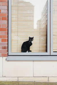 Cat sitting on window