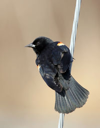 Close-up of bird perching