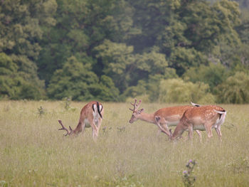 Side view of deer on field