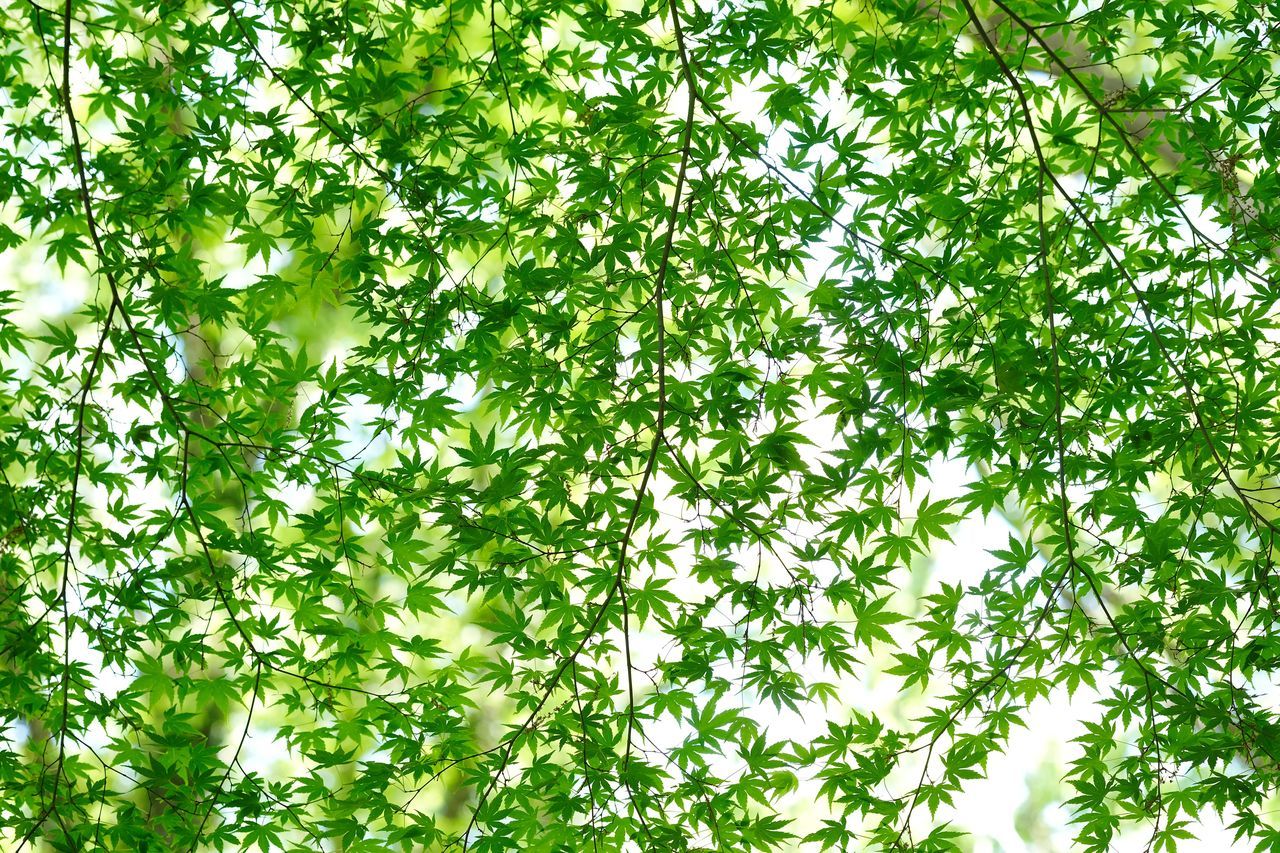 green color, plant, growth, plant part, beauty in nature, tree, leaf, no people, nature, day, backgrounds, full frame, low angle view, foliage, branch, lush foliage, land, freshness, outdoors, tranquility, bamboo - plant, brightly lit, tree canopy