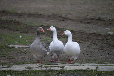 White geese on land