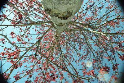 Low angle view of flower tree against sky