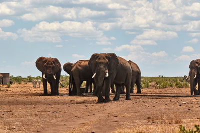 Herd of african elephants in kruger