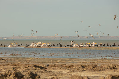 Birds flying over beach against sky