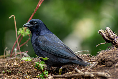 Close-up of bird perching on a plant