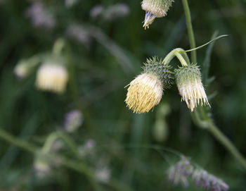 Close-up of white dandelion flower