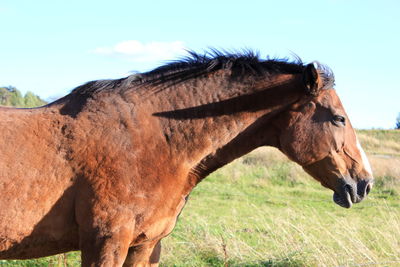 Side view of horse standing on field against sky