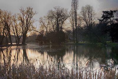 Bare trees by lake against sky