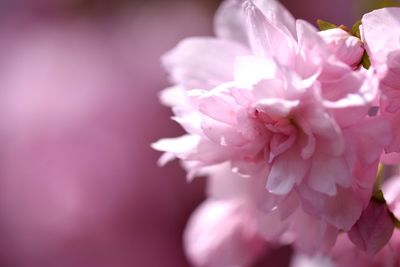 Close-up of pink flower