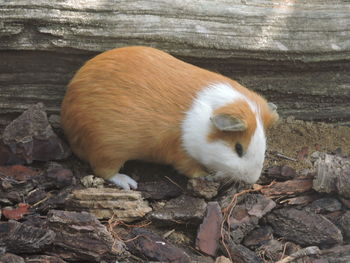 High angle view of a cat on rock