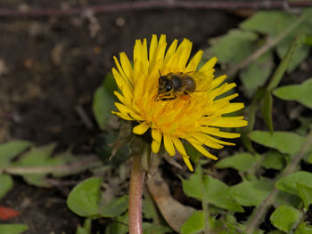 Close-up of bee pollinating on yellow flower