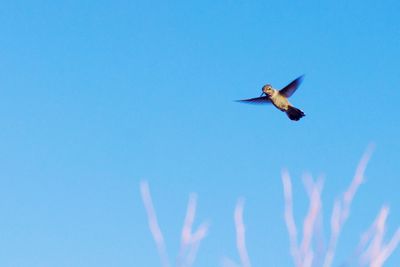 Low angle view of birds flying over white background