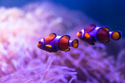 Close-up of fish swimming in sea