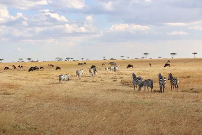 Flock of sheep in a field