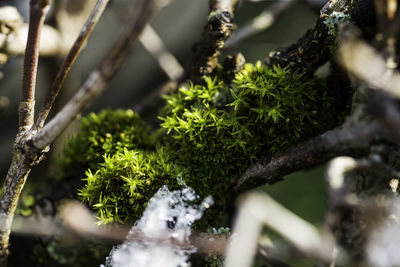 Close-up of mossed branches