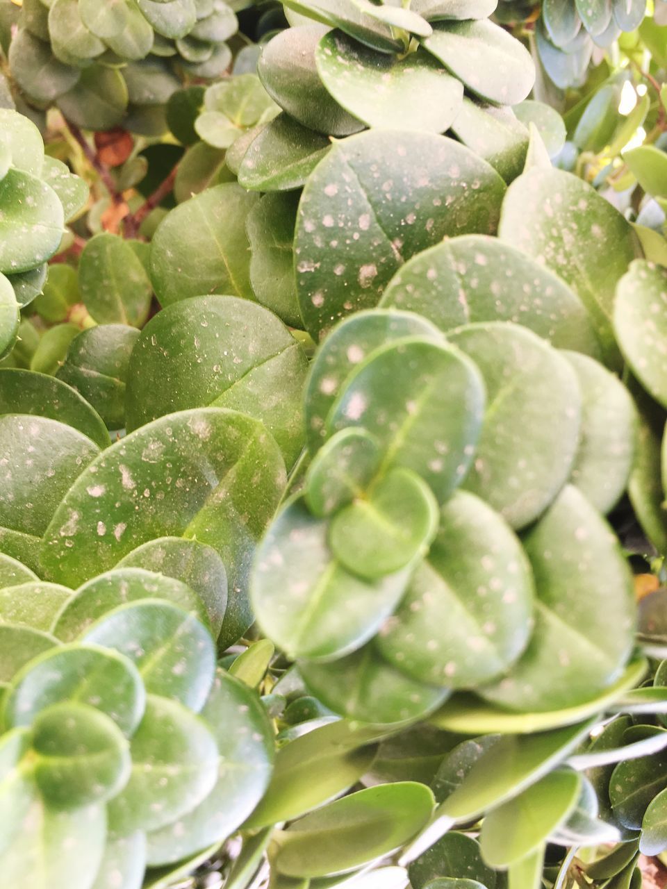 FULL FRAME SHOT OF FRESH GREEN PLANTS