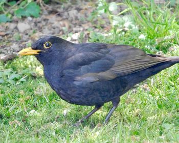 Close-up of bird perching on grass