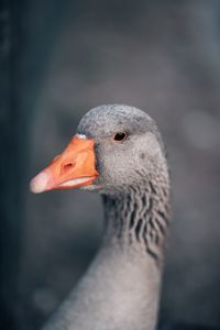 Close-up of goose