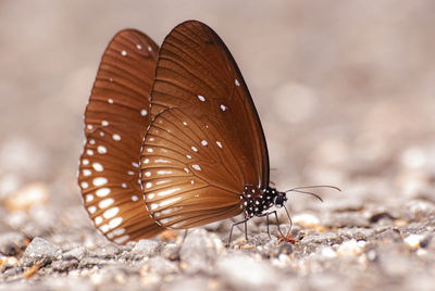 Close-up of butterfly on land