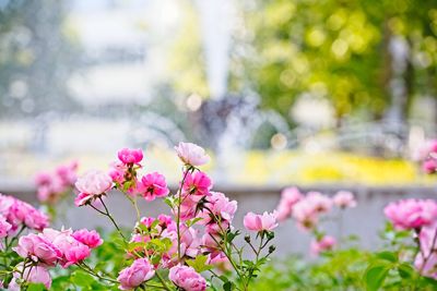 Close-up of pink rose blossoms in spring