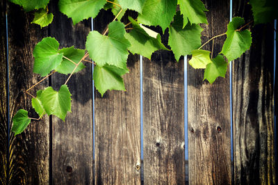 Close-up of plants growing on tree