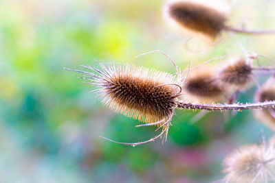 Close-up of wilted dandelion