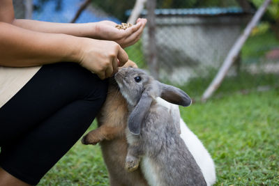 Cute rabbit eating pellet food from owner woman hand. hungry rabbit eating food in the meadow. 