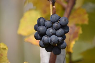 Close-up of grapes growing in vineyard