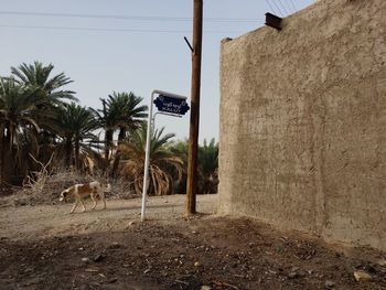 View of an animal on field