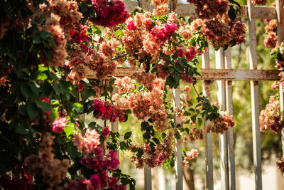 Close-up of pink flowering plants hanging on fence
