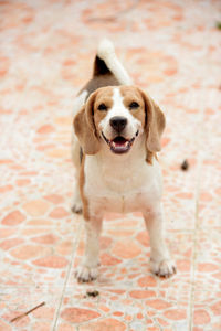 Portrait of dog standing on floor