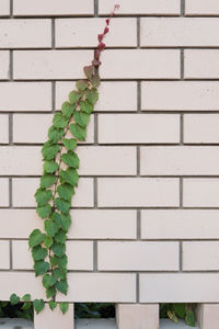 Close-up of ivy on wall