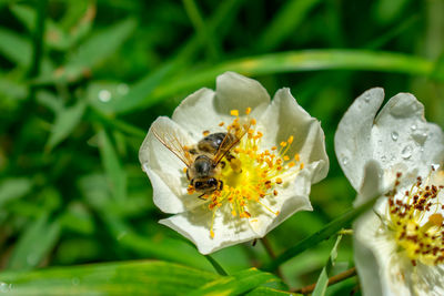 Bee pollinating flower