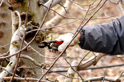 Close-up of man cutting branches