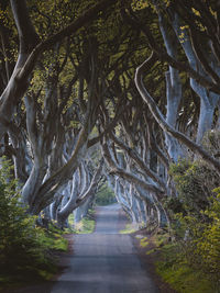 Walkway amidst trees in forest