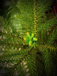 Close-up of pine tree