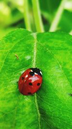 Close-up of ladybug on leaf