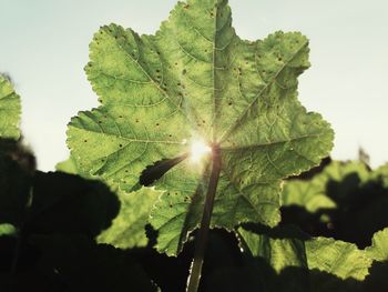 Close-up of leaves against sky on sunny day