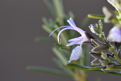 Close-up of purple flowering plant