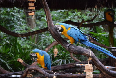 Bird perching on a tree