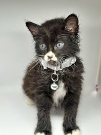 Close-up of black dog