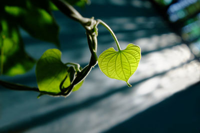 Close-up of green leaves