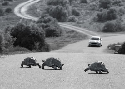 View of crab on sand