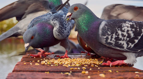 Close-up of pigeons eating food