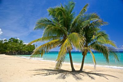 Palm trees on beach